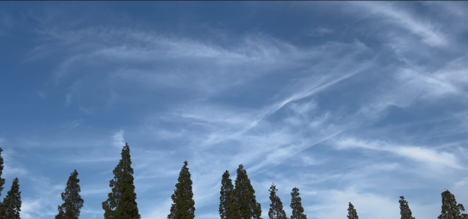 八月六日の朝を思わせる、すじ雲の浮かぶ夏の空と杉並木