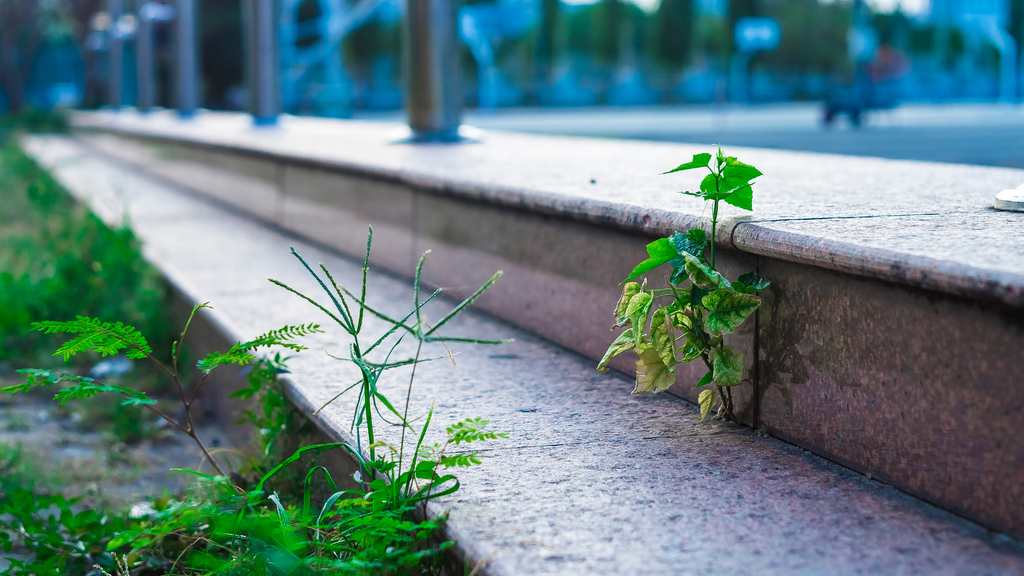 石段のすき間から伸びる雑草